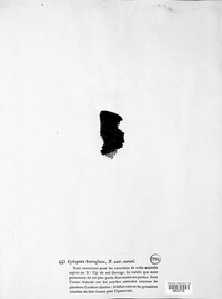 Cytispora ferruginea image